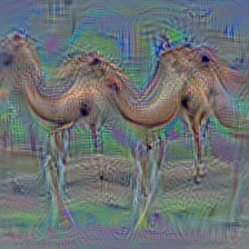 n02437312 Arabian camel, dromedary, Camelus dromedarius